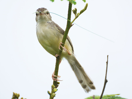アジアマミハウチワドリ(Plain Prinia) P1210380_R