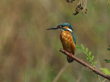 カワセミ(Common Kingfisher) IMG_4545_R