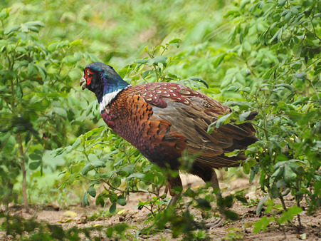 キジ?(Phesant?) DSC_1378_R