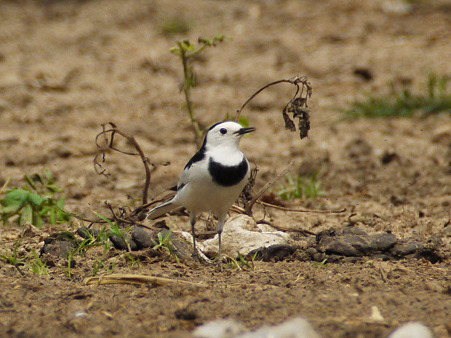 ハクセキレイ(White Wagtail) P1240767_R
