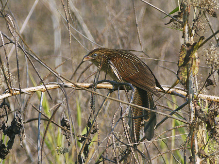 バンケン(Lesser Coucal) P1020930_R