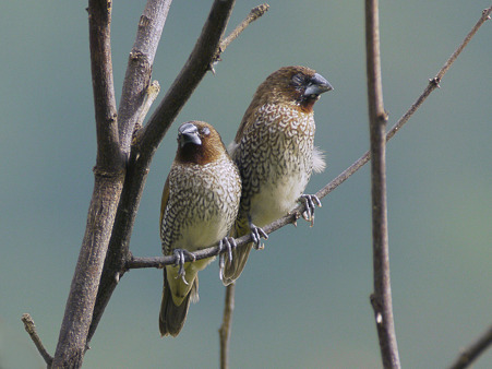 「まどろみ」シマキンパラ(Scary-breasted Munia) P1050577_R2