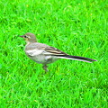 歩く鳥