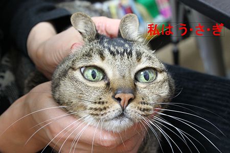 うさぎ猫1