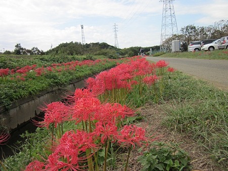 両岸に彼岸花