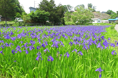 盛岡市山岸 カキツバタ群落
