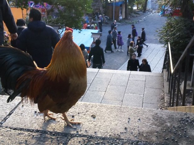 谷保天満宮は鶏が放し飼いで 写真共有サイト フォト蔵