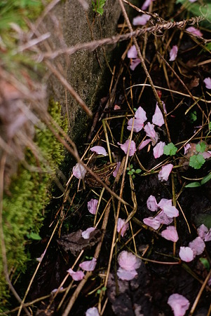 CONTAX159MM_FUJI_Velvia100F05092011-04