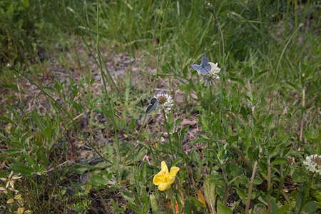 Butterfly05162011dp1-02