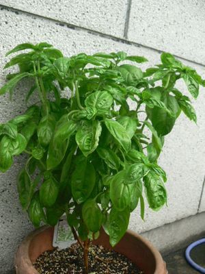 青々バジル