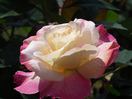 DSCF0223