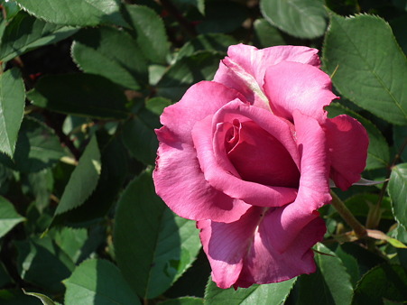 DSCF0343