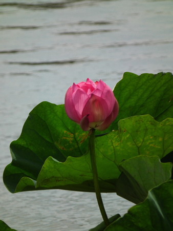 DSCF0242