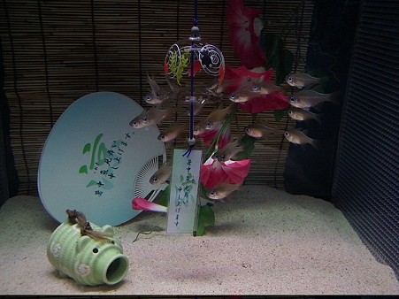 暑中6