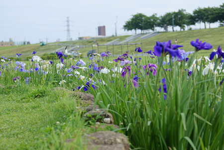 江戸川土手の花菖蒲