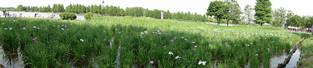 水元公園＠パノラマ