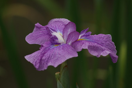 花菖蒲　品種不明　３