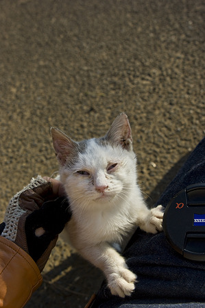 neko091229112