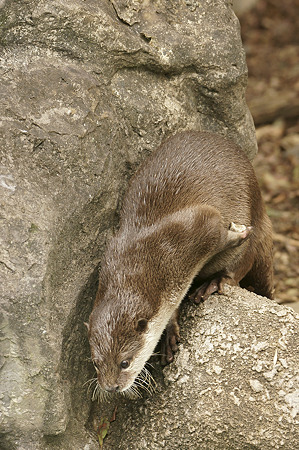 noichi110312031