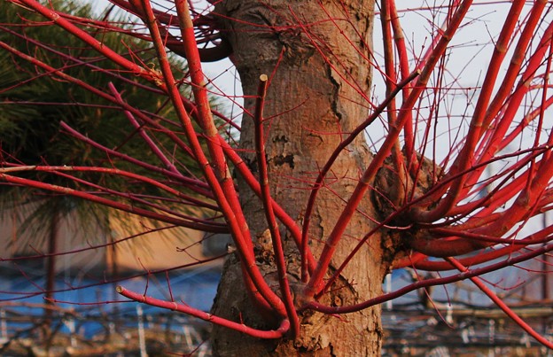 サンゴカクモミジ 珊瑚閣紅葉 の樹 写真共有サイト フォト蔵