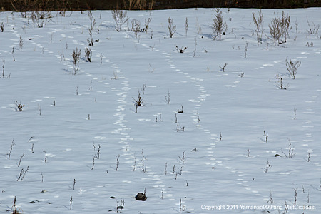 tracks