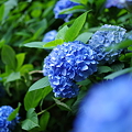 Photos: 明月院の紫陽花その２