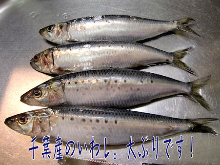 千葉やら来ました、いわし。大羽です。