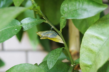 2010年09月09日_DSC_0677