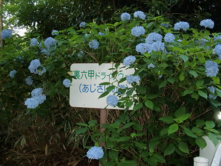 CIMG0036 CIMG0036