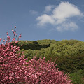 桜から新緑へ