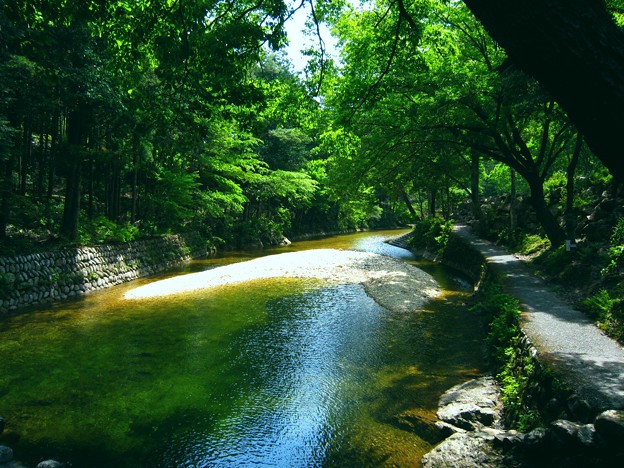 愛知県民の森
