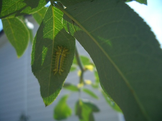 刺されると痛い毛虫 写真共有サイト フォト蔵