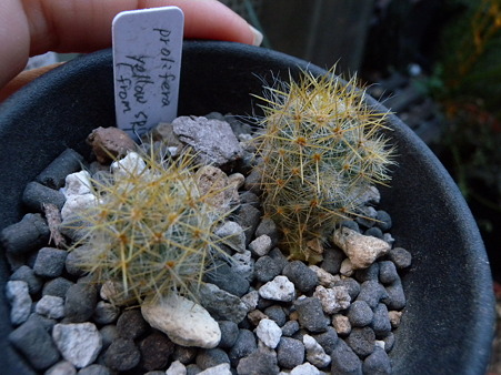 prorifela yellow spin