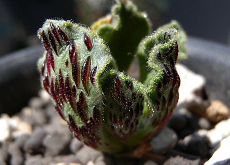 Aeonium smithii