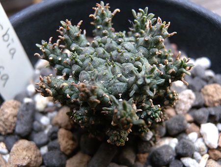 Euphorbia supressa