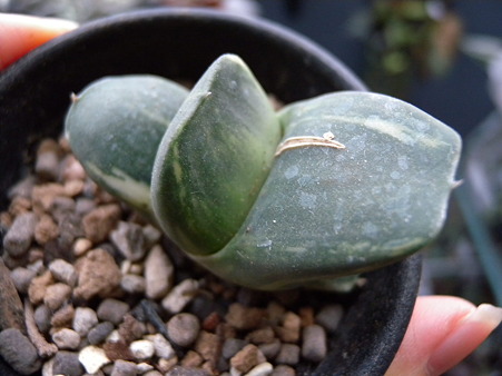 Gasteria seedling variegata