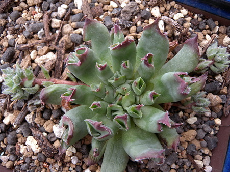 Sempervivum Oddity