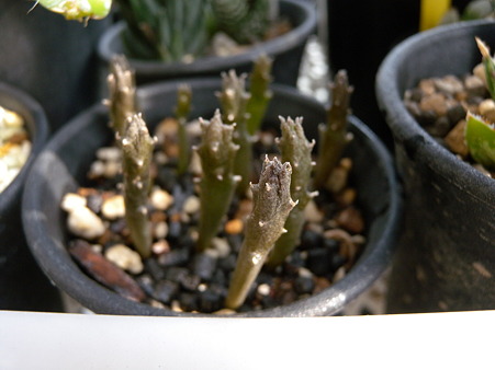 Rhytidocaulon macrolobum