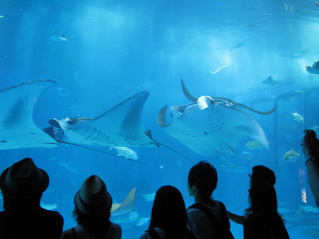 美ら海水族館005