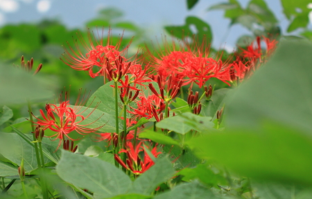 霞城公園　曼珠沙華