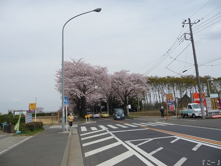 110411-海軍道路 (3)