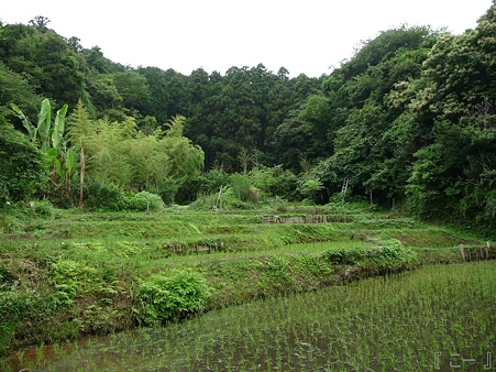 110620-鎌倉(風景) (5)