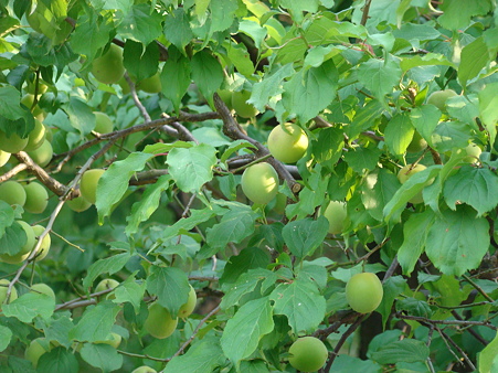 万博公園 2010-6-12