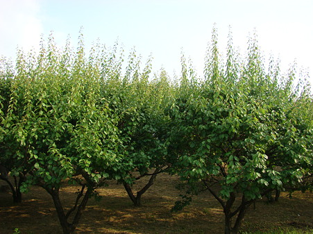 万博公園 2010-6-12