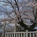 Photos: 近所の恵比寿神社。あんまり木がなかった。  #tagawa