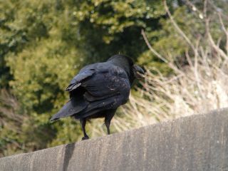カラス