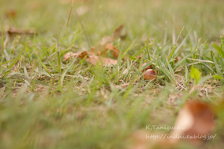 どんぐり EOS7D SP AF 28-75mm F/2.8 (Model A09)
