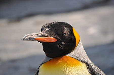 ペンギン5