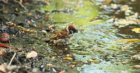 水浴び