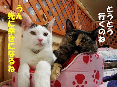 タカラ&ピカリ
